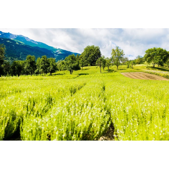 Olio organico di santoreggia del Vallese, puro al 100% - 10ml - L'essencier