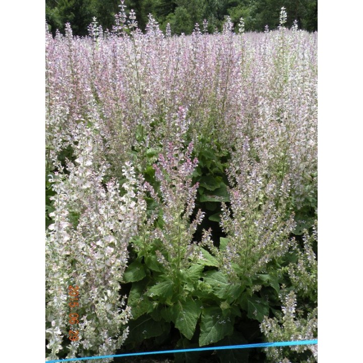 Olio essenziale di salvia sclarea biologica del Vallese, puro al 100% - 5ml - L'essencier