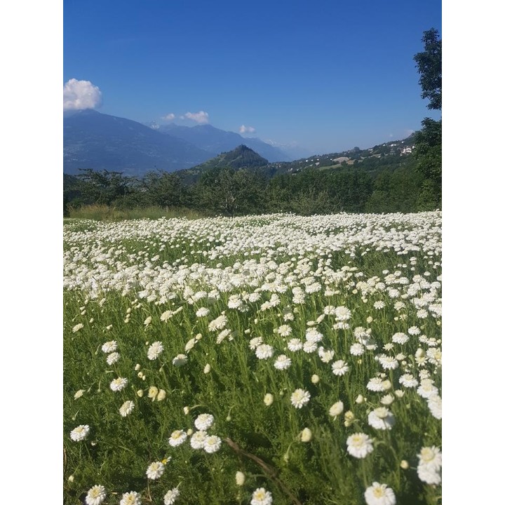 Olio essenziale di camomilla romana (nobile) bio del Vallese, puro al 100% - 3ml - L'essencier