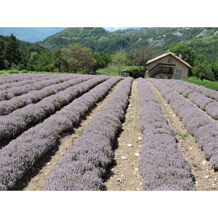 Huile essentielle de Thym vulgaire à linalol BIO du Valais, 100% pure - 5ml - L'essencier