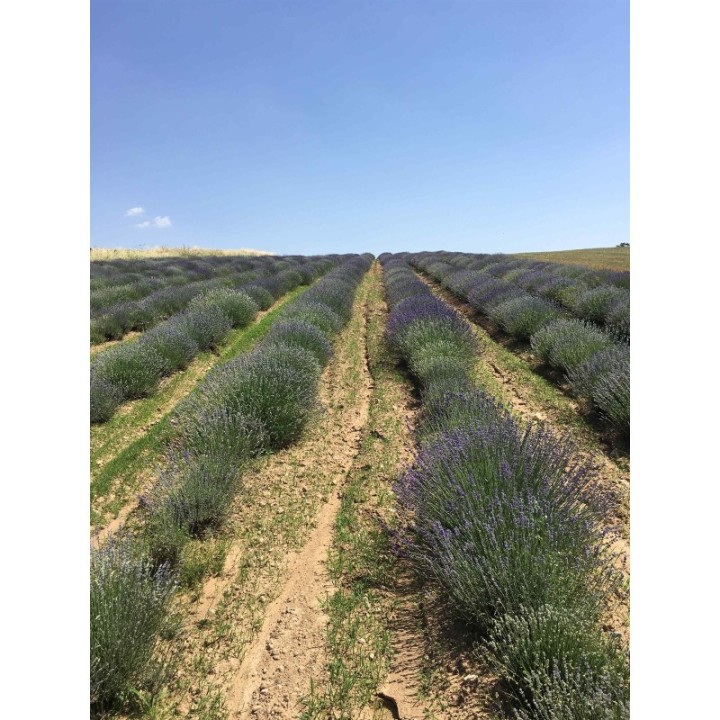 Olio essenziale (Biologico) di lavanda vera - 10ml - De Saint Hilaire