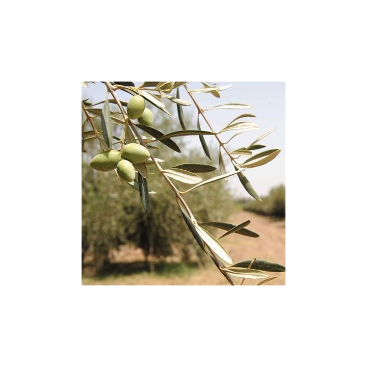 OLIVIE PowerUp, Perle miracolose di olivo del deserto, ricche di antiossidanti e resveratrolo - 340g - Olivie