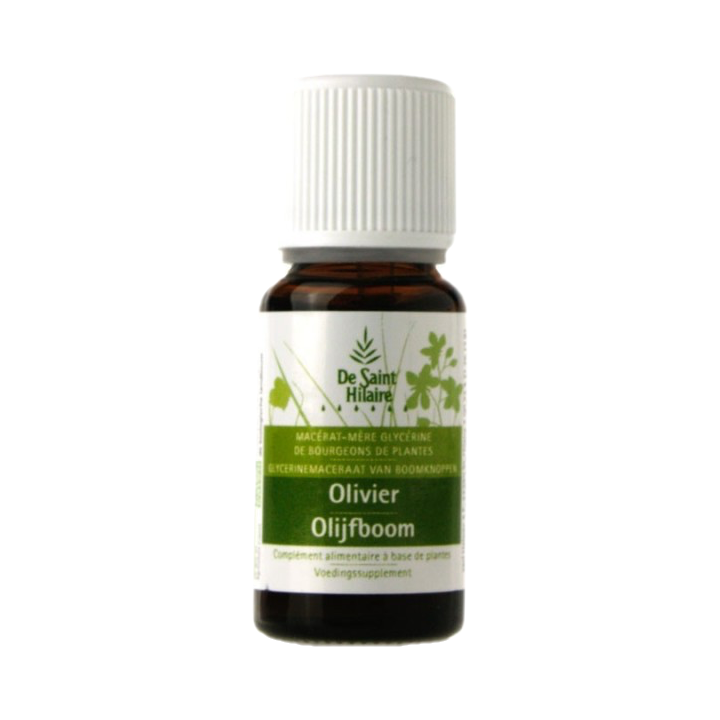 Macérat glycériné BIO de bourgeon d'Olivier - 30ml - Saint-Hilaire