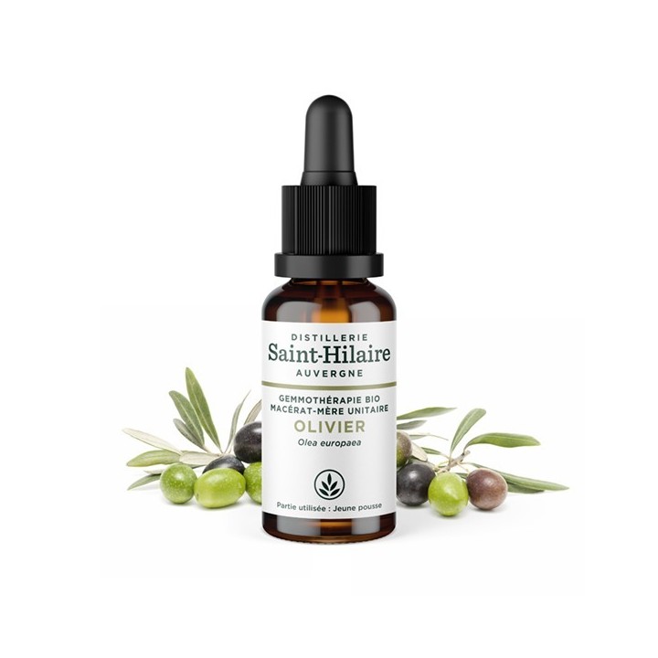 Bio-Olivenknospen-Mazerat - 30ml - Saint-Hilaire