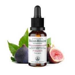 Feigenbaum Knospe Bio Mazerat - 30ml - Saint-Hilaire