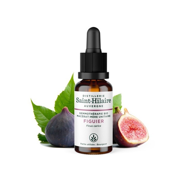 Feigenbaum Knospe Bio Mazerat - 30ml - Saint-Hilaire