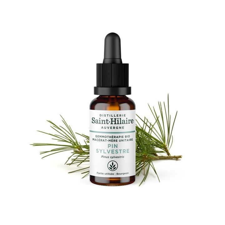 Macérat glycériné BIO de bourgeon de Pin Sylvestre - 30ml - Saint-Hilaire