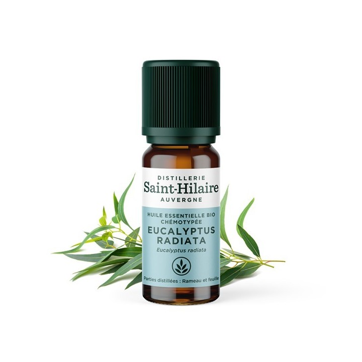 Eukalyptus radiata ätherisches Öl - 10ml - De Saint Hilaire