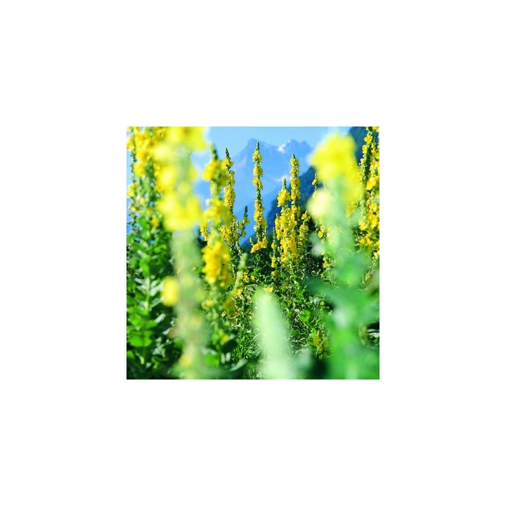 Kleinblütige Königskerze BIO (Verbascum thapsus) für Kräutertees - 20g - L'essencier