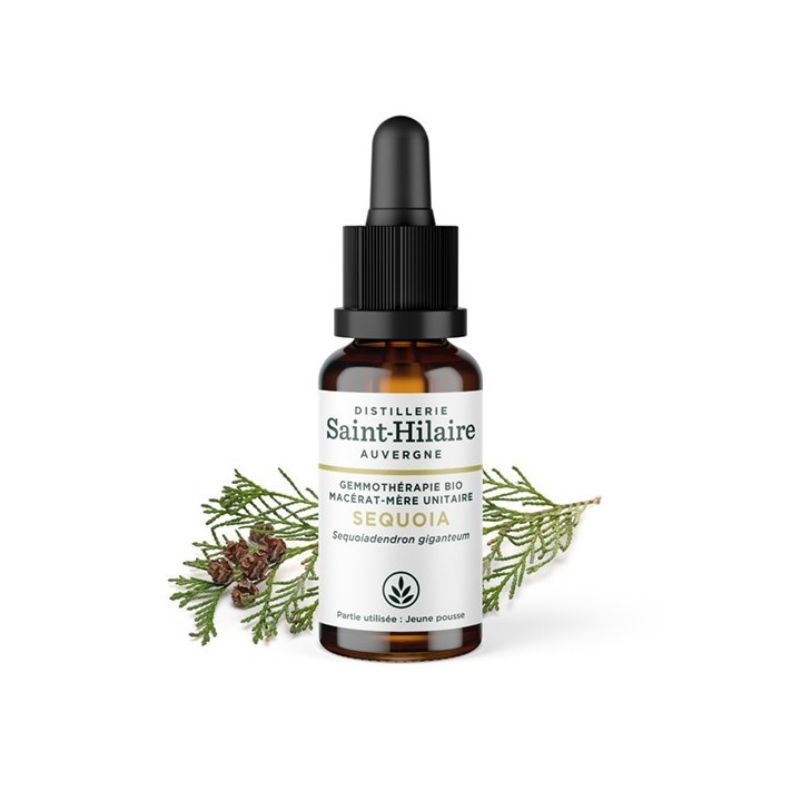Madre-macerato biologico (glicerina) di gemme di sequoia - 30ml - Saint-Hilaire