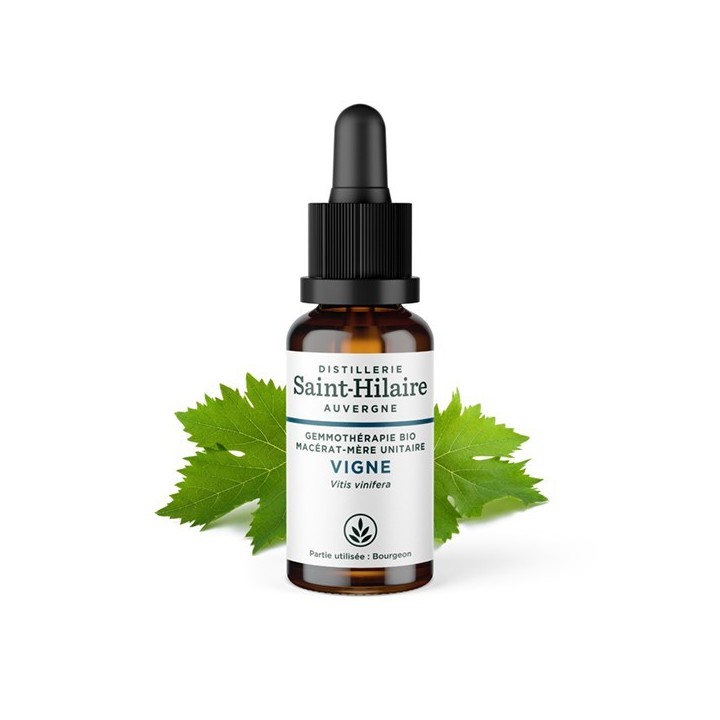 Weinrebe Knospe Bio Muttermazerat (Glyzerin) - 30ml - Saint-Hilaire
