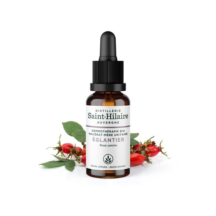 Macérat-mère glycériné BIO de bourgeon d'Eglantier - 30ml - Saint-Hilaire