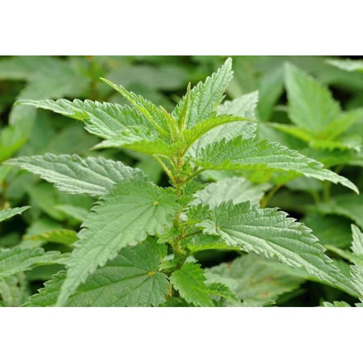 Brennnessel Bio aus der Schweiz (Urtica dioica) für Kräutertees - 40g - L'essencier