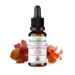 Madre-macerato biologico (glicerina) di gemme di Vite vergine - 30ml - Saint-Hilaire