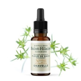 Fleurs de Bach BIO "Méthode original", N° 28, Gnavelle, Scleranthus (Scleranthus annuus) - 20ml - Saint-Hilaire
