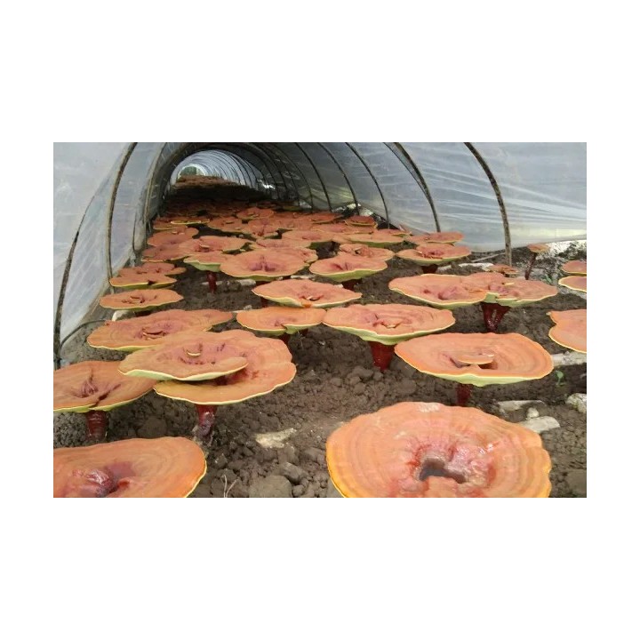 Reishi BIO – Polvere di estratto di fungo vitale – 50g – NaturKraftWerke