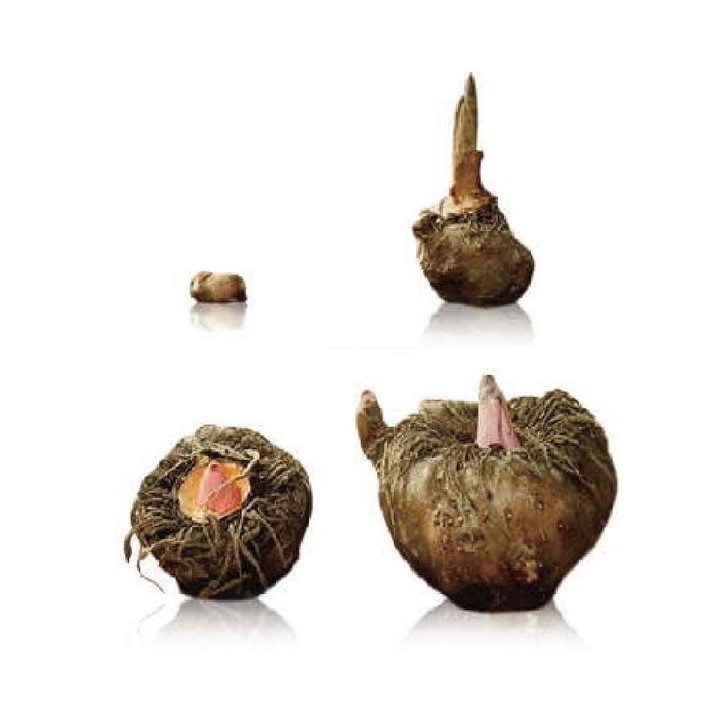 Strofinaccio per il viso 100% naturale Konjac, riutilizzabile - Sun & Sia