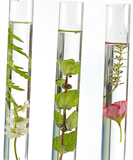Huiles Essentielles Bio et naturelles
