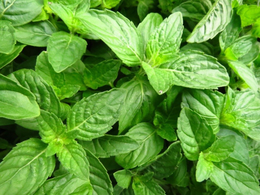 Huile essentielle de basilic : Tropical ou Indien ?