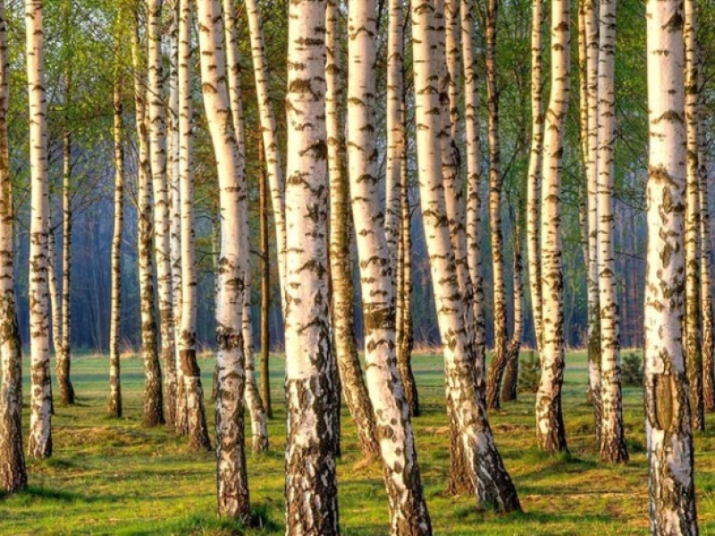 Les ingrédients BIO: Le Bouleau [Betula]