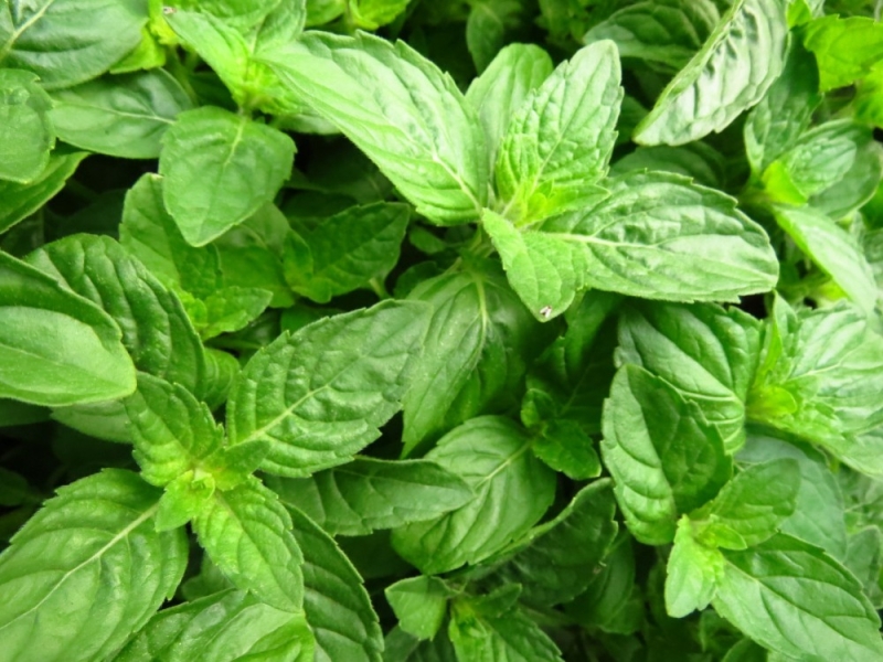 Huile essentielle de basilic : Tropical ou Indien ?