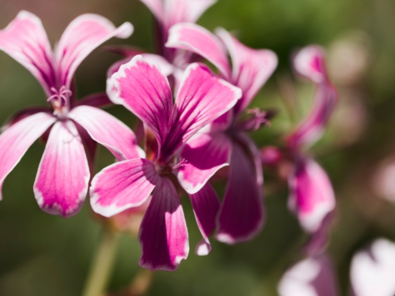 Huile essentielle de Geranium rosat (Pelargonium graveolens) - Usages et conseil